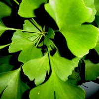 Ginkgo biloba should not be used to prevent dementia