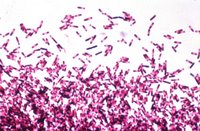 How do fecal transplants work?