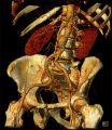 Gross anatomy of the future?