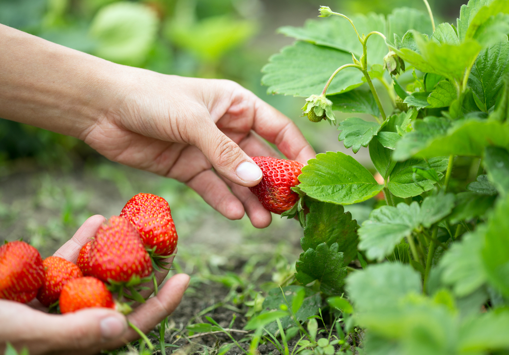 Physician wisdom learned from picking strawberries