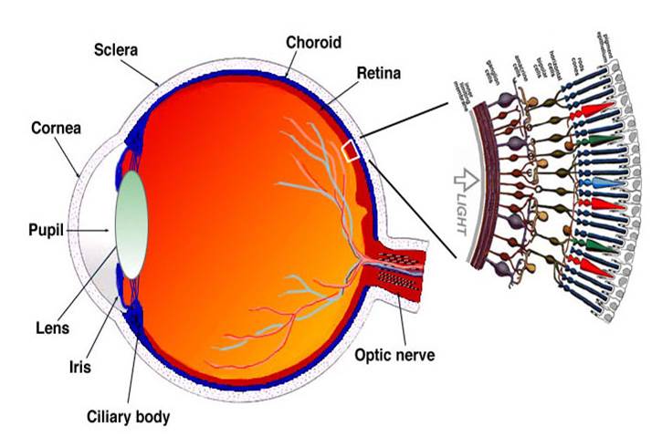 retina